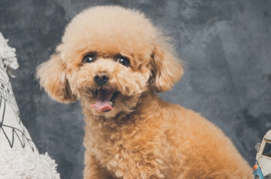 泰迪犬喜欢舔你手脚,仅仅想告诉你这种事! 泰迪犬喜欢舔你手脚,仅仅想告诉你这种事!