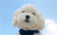 朋友圈发狗狗的幽默说说