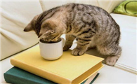 牛磺酸为什么会对猫咪这么重要?你还不知道吧!