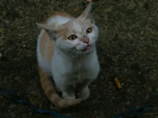 流浪猫盯着屋子里的蓝猫,一脸的羡慕,主人的做法让人笑喷…… 流浪猫盯着屋子里的蓝猫,一脸的羡慕,主人的做法让人笑喷……