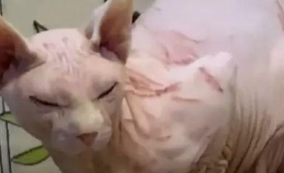 无毛猫身上满是伤痕，以为受到了虐待，了解原因后直言太真实了