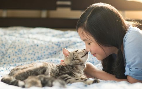 猫咪焦虑抑郁症的管理与保健,新手撸猫必看! 猫咪焦虑抑郁症的管理与保健,新手撸猫必看!