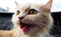 猫猫爱上刷牙的3个步骤是什么？不妨来看看吧