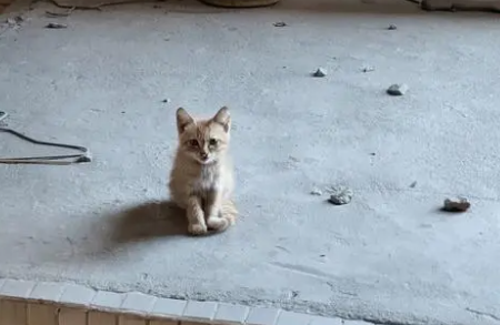 猫咪不见了怎么找回来呢 猫咪不见了怎么找回来呢
