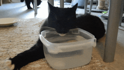 猫喝自来水会怎么样有没有事啊