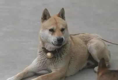 选狗狗,要注意这些点! 选狗狗,要注意这些点!