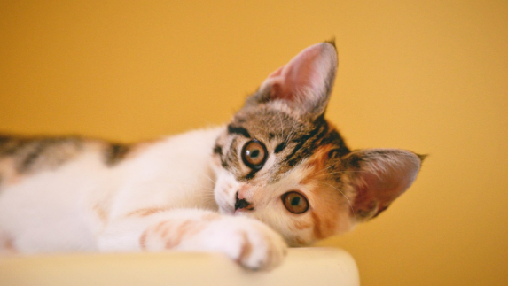 一家人太重视猫对吗