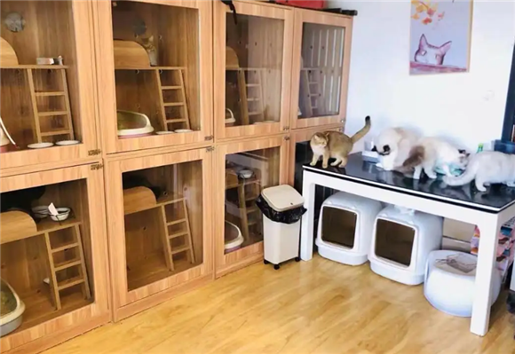 上海靠谱的正规猫舍 上海靠谱的正规猫舍
