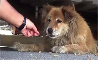 狗狗一不小心划个口子，注意这些细节