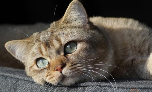 小猫什么时候可以接种疫苗？