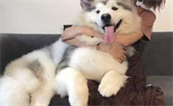 狗狗有这几个表现，说明它的占有欲是十分强的！