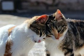 如何制止猫咪喷液的行为?猫咪纠正训练! 如何制止猫咪喷液的行为?猫咪纠正训练!