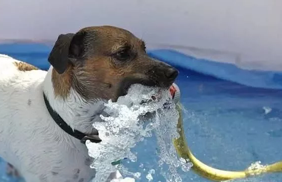狗狗水中毒怎么办？如何治疗？