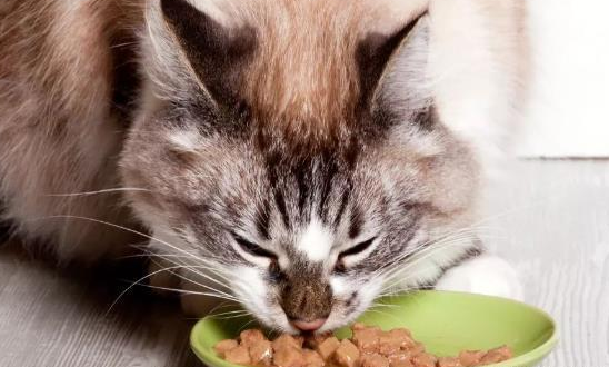 为什么猫咪不吃炒熟的猪肉