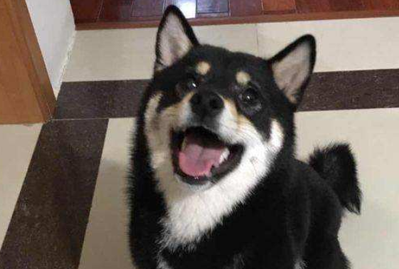 秋田犬竟然分这么多你都知道吗？