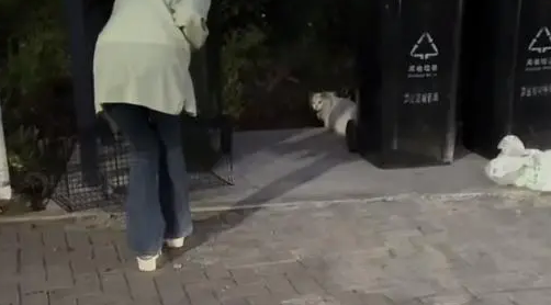 布偶猫似乎接受被抛弃的现实，远远地躲着人类