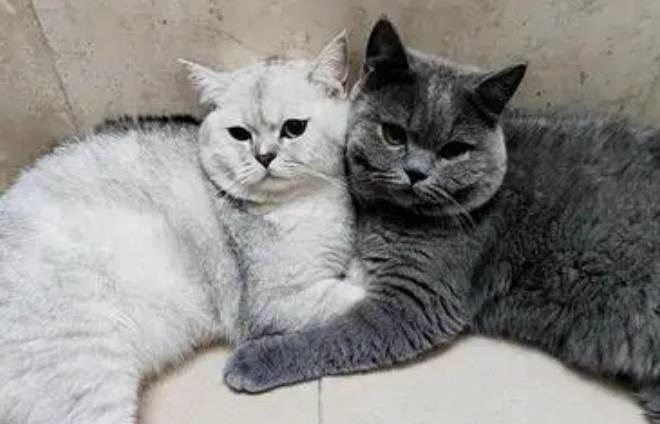 蓝猫和银渐层的性格