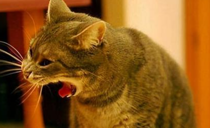 猫咪干呕是怎么回事啊？