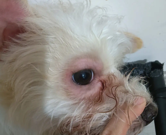 狗狗上火眼睛发红该怎么办？