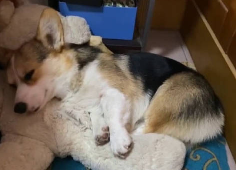 狗狗为什么抓前爪睡觉