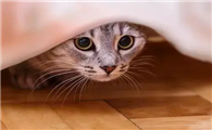 猫咪异地会不会应激