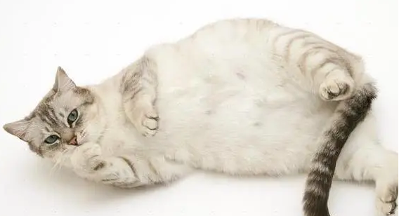 怀孕母猫外出肚子疑被划