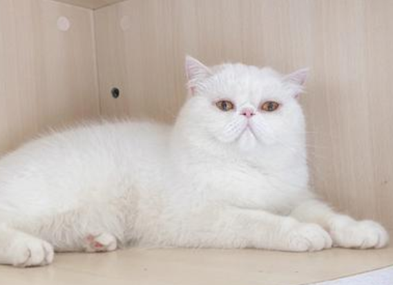 猫咪体内驱虫的具体饮食量，你们知道吗？