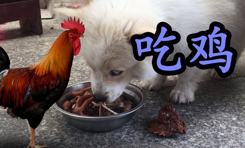 狗狗为什么爱吃鸡