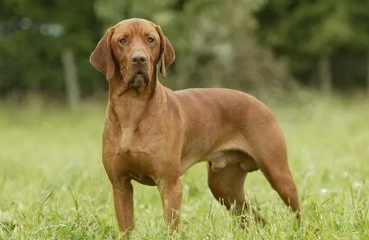 英国皇家猎犬图片