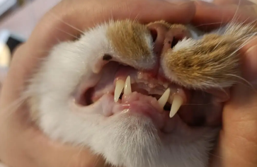 猫咪为什么不长门牙了 猫咪为什么不长门牙了