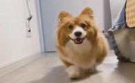 长毛柯基犬怎么样好养吗