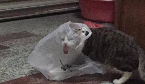 网友家的猫在玩方便袋，只是这表情，让人笑到胃痛