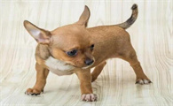 小型犬品种大全图片排名