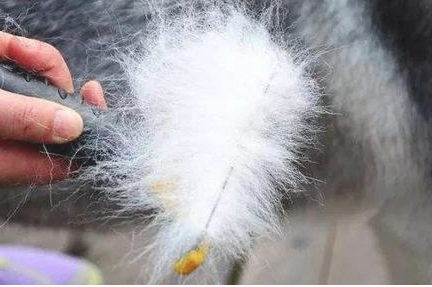 碰到狗狗掉毛的状况,必须给它服药吗? 碰到狗狗掉毛的状况,必须给它服药吗?