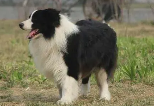 怎么找正规犬舍