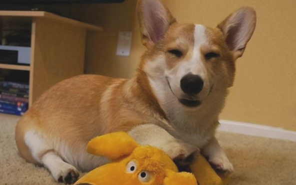 情商智商极高，会逗主人开心的6种狗狗，你家里养了没有？