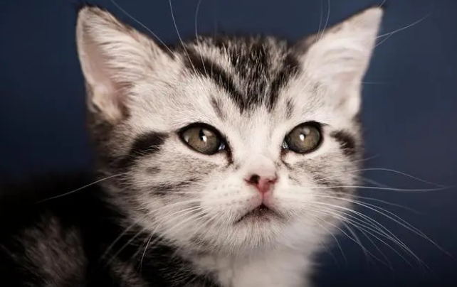 猫咪腹泻呕吐是怎么回事？