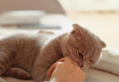 猫咪为什么会被咬出血 猫咪为什么会被咬出血