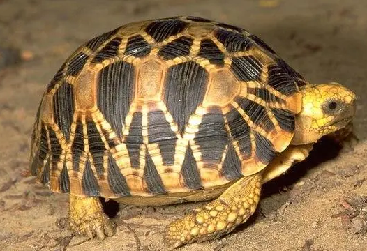 养缅甸星龟犯法吗?不妨来看看吧 养缅甸星龟犯法吗?不妨来看看吧