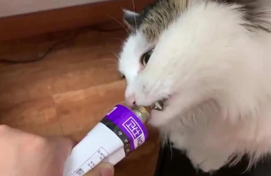 猫咪不吃东西只吃营养膏是什么原因 猫咪不吃东西只吃营养膏是什么原因