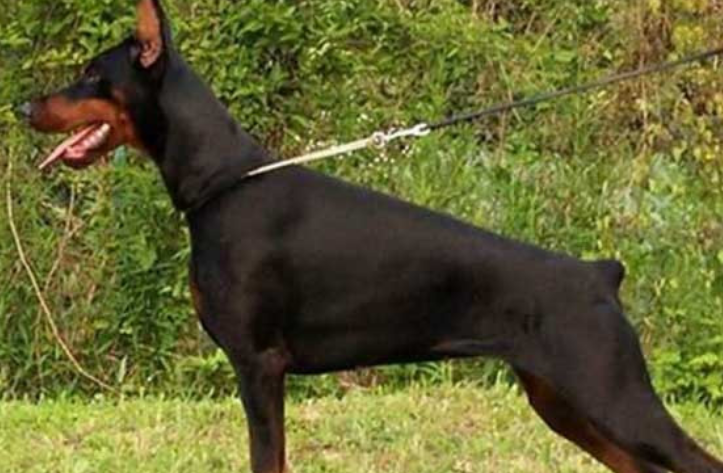 艾分杜宾犬哪一种颜色好 艾分杜宾犬哪一种颜色好