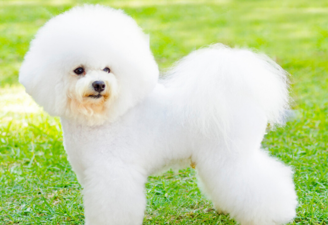 最伤“比熊犬”的喂养方法，每一种都是会要狗命，请别不清楚