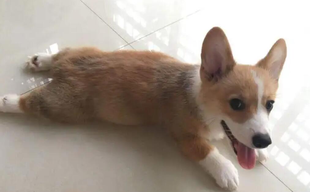 六个月的柯基食欲减低，6月大的柯基沒有食欲该怎么办