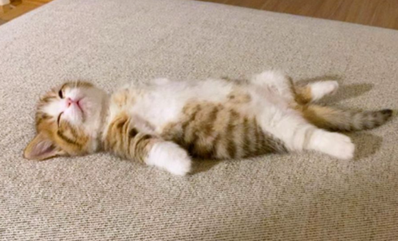 猫咪不能睡地上是什么原因 猫咪不能睡地上是什么原因