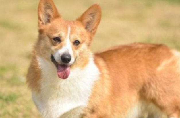 怎样改掉柯基幼犬张嘴咬人
