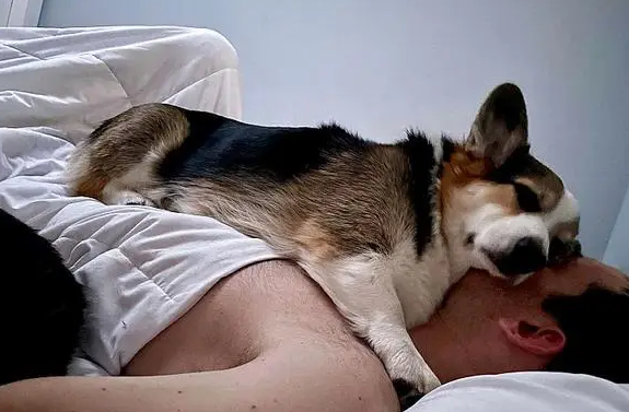 狗狗为什么黏着你睡觉 狗狗为什么黏着你睡觉