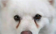 狗狗常有泪痕吗?不妨来看看吧