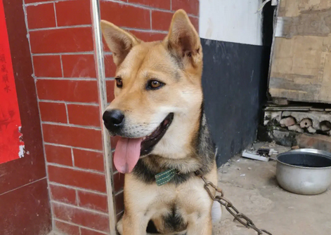 做不了“警犬”的5种狗，你都清楚吗？