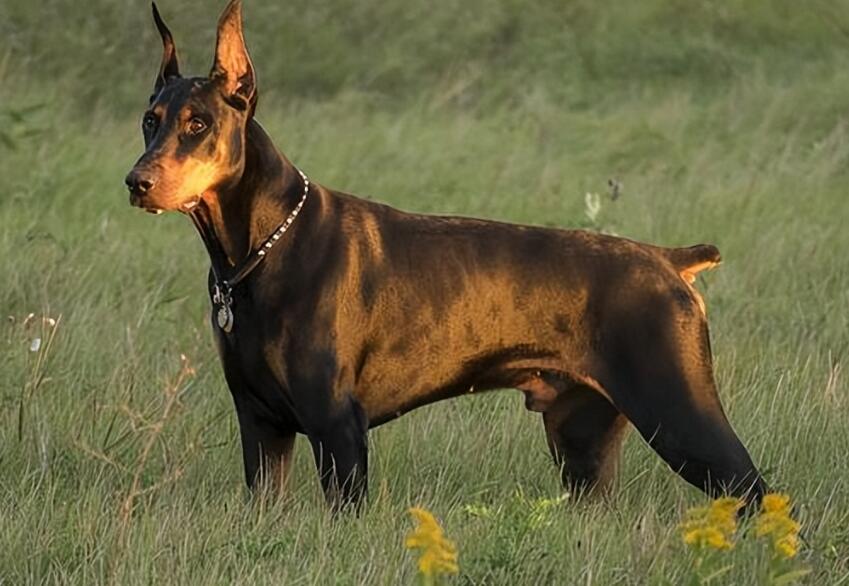 杜宾犬立耳术全过程 杜宾犬立耳术全过程