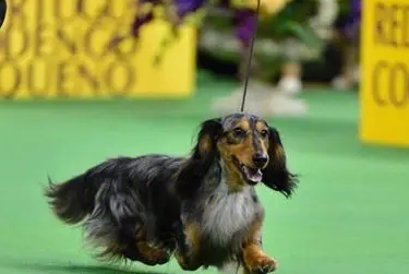 迷你长毛腊肠犬太贵 迷你长毛腊肠犬太贵